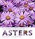 The Plant Lover's Guide to Asters