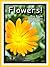 Just Photos of Flowers! Big Book of Flower Photographs & Pictures, Vol. 1