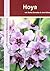 Hoya