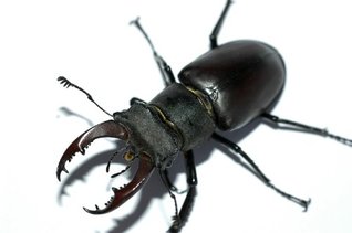 The Beetle: A Mystery