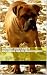 BULLMASTIFF SECRETS REVEALED Breakthrough Book For Bullmastif... by Randi Shannon