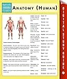 Anatomy (Human)