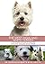 The West Highland White Terrier: A Vet's guide on how to care for your West Highland White Terrier