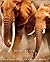 Spirit of the Elephant: Majestic Giant of the Animal Kingdom