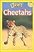 Cheetahs