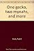One Gecko, Two Mynahs and More  by Todd E Shelly
