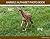 Animals Alphabet Photo Book