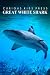 Great White Shark - Curious...