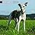 Whippet 2014 Wall Calendar by Avonside Publishing LTD.