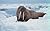 Walrus