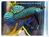 Betta Fish – The ...