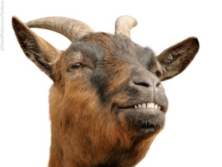 Why Goats Smell Bad