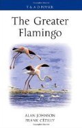 The Greater Flamingo