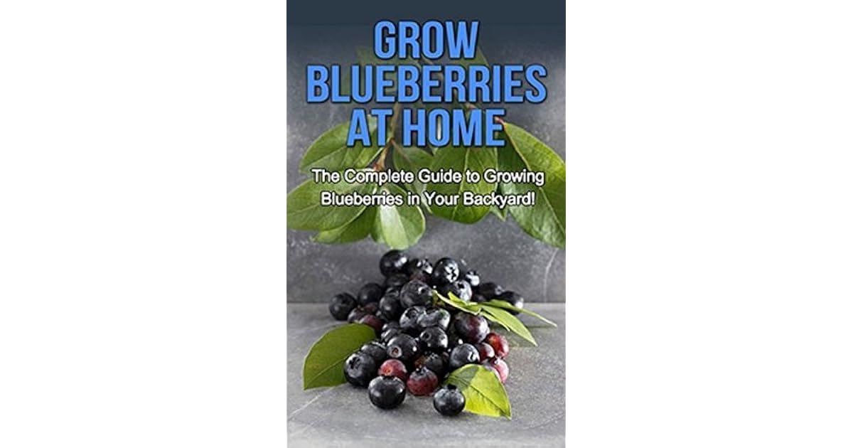 Grow Blueberries at Home The complete guide to growing blueberries in