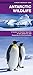 Antarctic Wildlife: A Foldi...