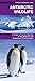 Antarctic Wildlife: A Folding Pocket Guide to Familiar Species of the Antarctic and Subantarctic Environments (A Pocket Naturalist Guide)