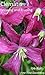 Clematis: Growing and Pruning (Gardening self help)