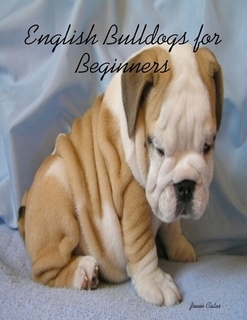 English Bulldogs for Beginners