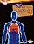 Your Respiratory System (Searchlight Books ™ - How Does Your Body Work?)