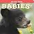 Black Bear Babies!