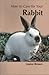 How to Care for Your Rabbit