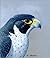 Compleat Falconer