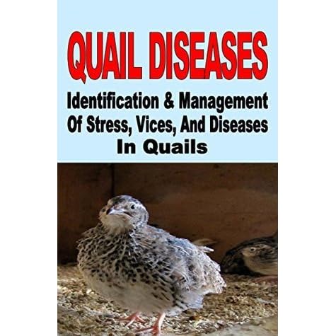 Quail Diseases Identification And Management Of Stress Vices And Diseases In Quails By Francis Okumu