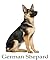 German Shepherd: A guide book for the German Shepherd