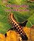 Centipedes and Millipedes