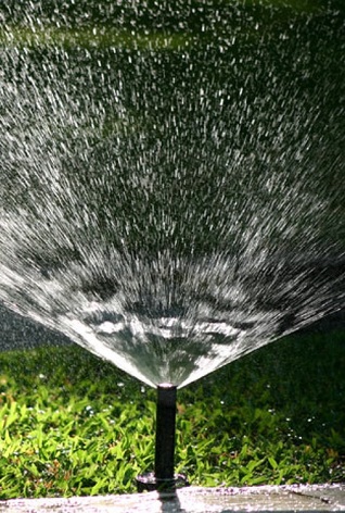 El calamar opta por su tinta (ebook)