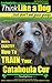 Catahoula Cur, Catahoula Cur Dog, Catahoula Cur Training | Think Like a Dog But Don't Eat Your Poop! | Catahoula Cur Breed Expert Training: Here's EXACTLY How To TRAIN Your Catahoula Cur