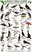 Sea and Shore Birds: Baja C...