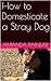 How to Domesticate a Stray Dog