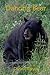 Dancing Bear