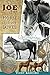 Joe: the Horse Nobody Loved...