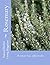 Rosemary - Rosmarinus offic...
