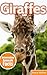 Giraffe : Amazing Photos & Fun Facts on Animals in Nature About Giraffe (Interesting Animals Facts About Giraffe)