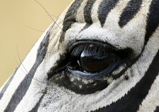 On the Origin of Specie