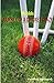 My Idols - Journey of a Cricket Crazy by Pankaj Agrawal