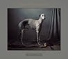 Where Hunting Dogs Rest by Martin Usborne
