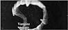 Vampire by Robert Coover