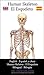 English - Español, e-chart - Human Skeleton - El Esqueleto - ... by HC-HealthComm