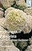 HYDRANGEA PANICULATA: For the Beginner Gardener
