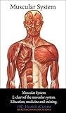 Muscular System, ...