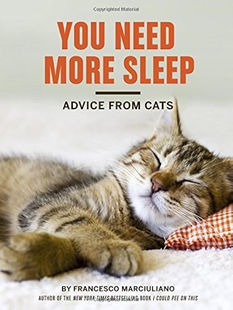 You Need More Sleep: Advice from Cats