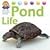 Pond Life (Nora the Naturalist's Animals)