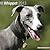 NOT A BOOK Whippet 2013 Wall Calendar #10079-13 by Pet Prints