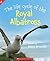 Life cycle of the Royal Albatross
