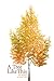 A Tree Like This (Poems)
