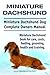 Miniature Dachshund Dog. Miniature Dachshund dog book for costs, care, feeding, grooming, training and health. Miniature Dachshund dog Owners Manual.